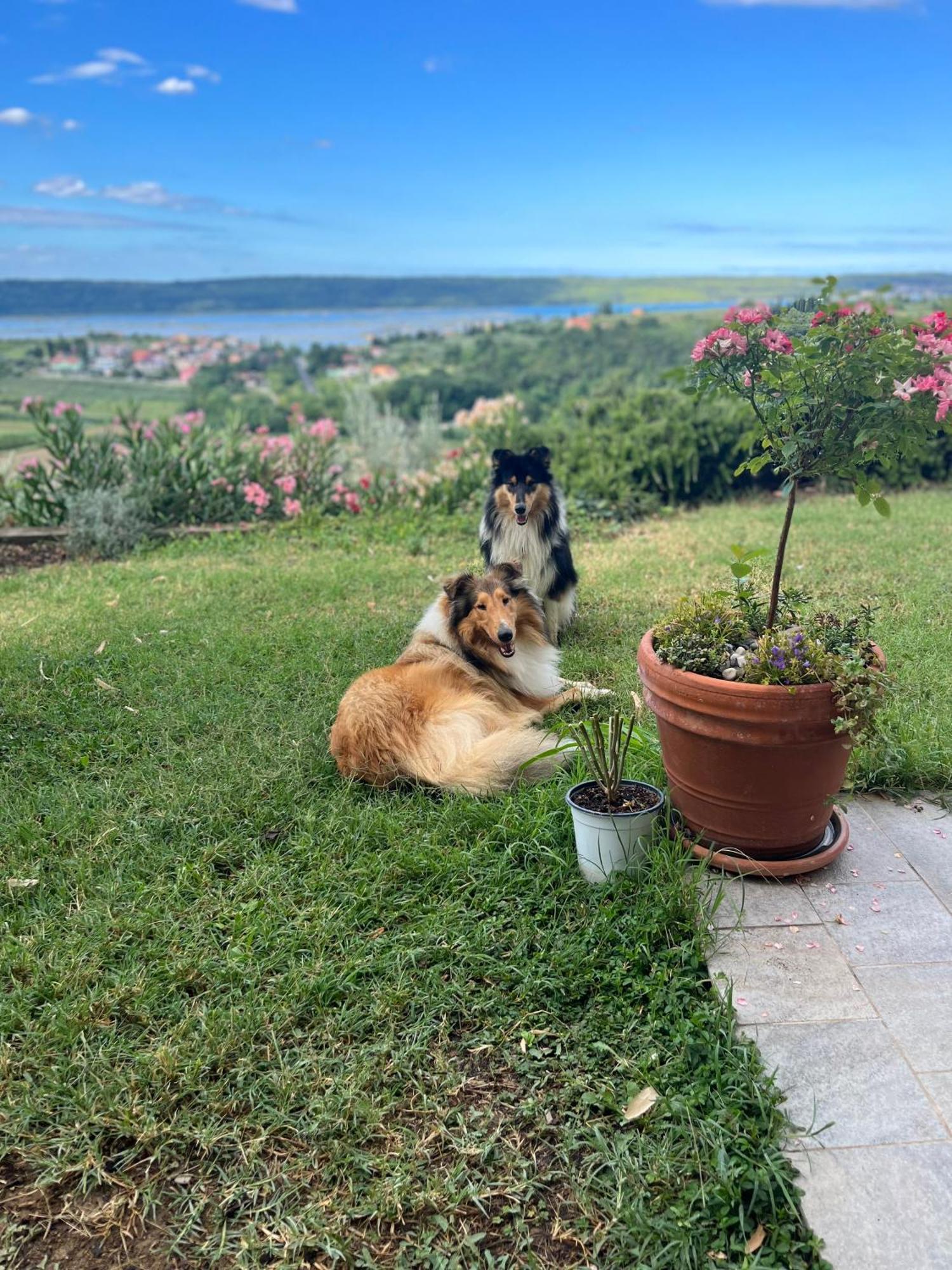 Sea View Olive Retreat Apartment Portoroz Luaran gambar